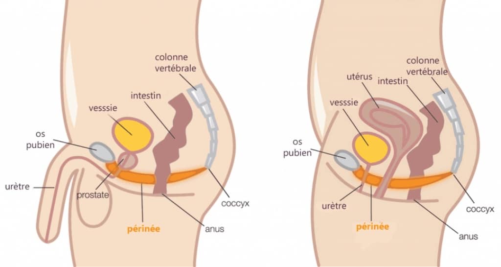 Comment faire l'amour à une femme